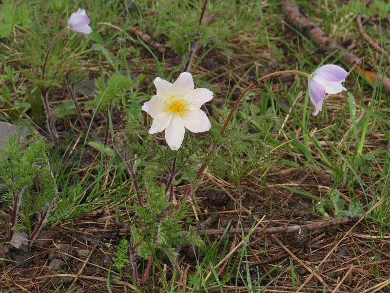 (4) Alpine Pasque Flower (Pulsatilla alpina).JPG